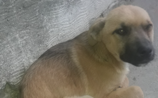 Una perra fue abandonada por su dueño, la atropellaron y ahora necesita ayuda