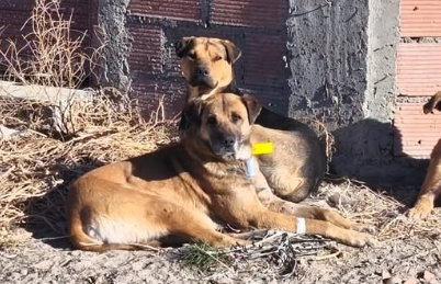 Robertito eligió su hogar: se escapó tras ser castrado y regresó con su manada
