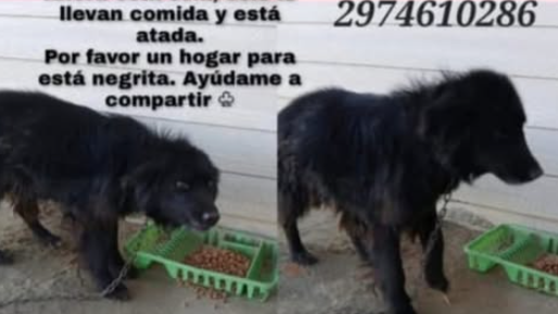 Su dueño la abandonó, vive atada y le buscan con urgencia una nueva familia