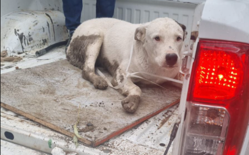 Un perro fue atropellado por una camioneta y piden ayuda para cubrir los gastos veterinarios
