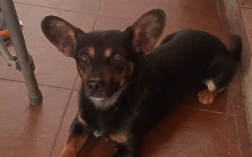 De Esquel a Comodoro: Tilín logró reencontrarse con su dueña