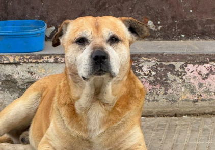 Piden ayuda para encontrar a un perro comunitario: «Está enfermo y con tratamiento»