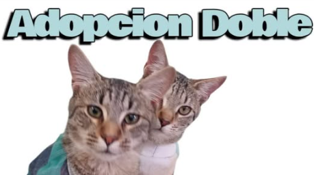 Adopción Doble: Dos gatitos buscan un hogar lleno de amor