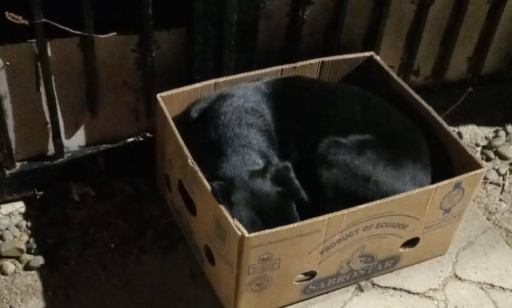 Buscan tránsito o adopción para un perrito que apareció en Km 8