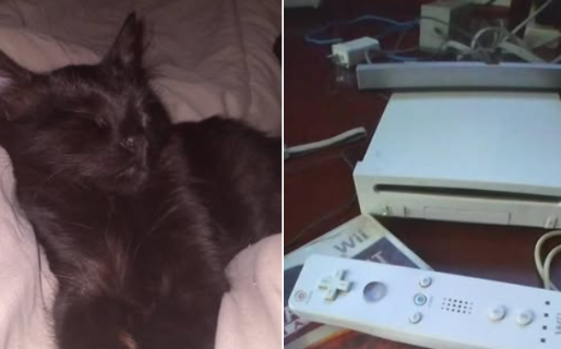 Vende su consola de videojuegos para salvar a su gatita enferma