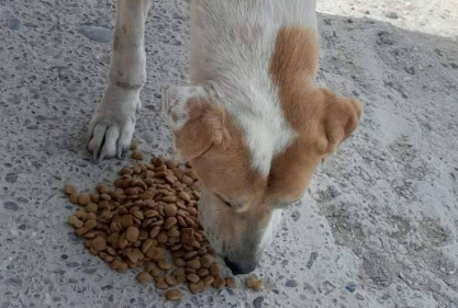 Una comodorense pide ayuda para alimentar a los perros callejeros que asiste todos los días