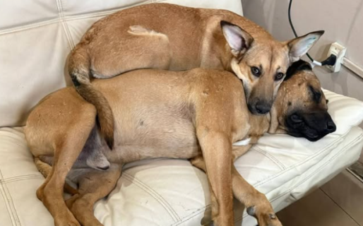 Buscan un hogar para cachorra recuperada tras castración: necesita un lugar definitivo