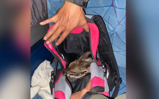 Rescataron a un ciervo recién nacido que era transportado en micro, oculto en una mochila