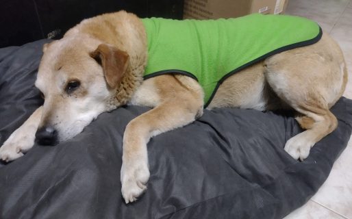 “Nunca más el frío”: dos perritos callejeros encontraron el calor de un hogar