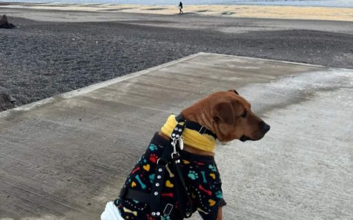 “El Colo”: la emotiva historia del perrito que volvió a caminar y emociona a todo Comodoro