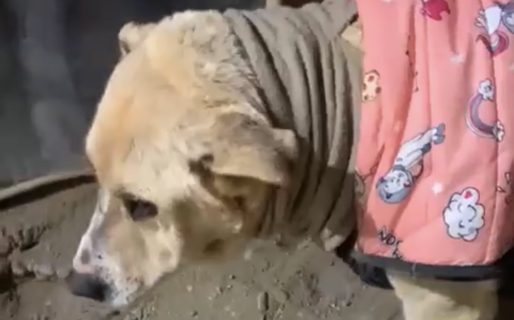 Buscan hogar para Prada, una perra de 12 años rescatada de un basural