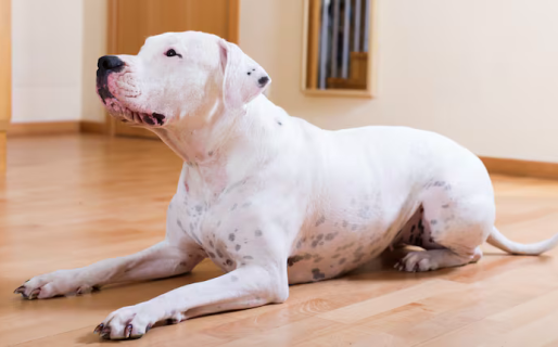 Una mujer murió tras ser atacada por su propio perro