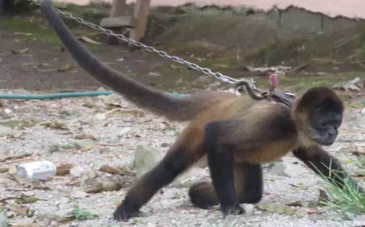 De monos tití a loros y tortugas: rescataron a más de 200 animales de una casa