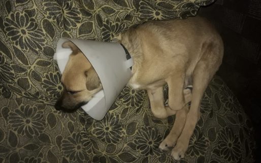 Organizan una rifa solidaria para costear la operación de una perrita atropellada