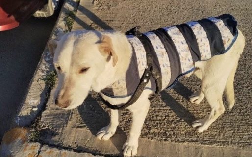 Abandonaron a un perro en la calle Sarmiento y sigue esperando a su familia