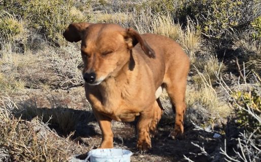 Lo abandonaron en la playa y ahora buscan un hogar para él: “Nos acompañó todo el día”