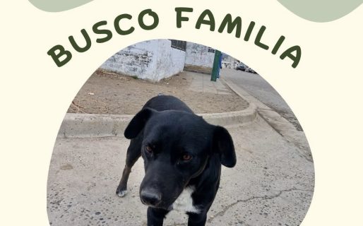 Chimuelo busca un hogar lleno de amor y tranquilidad