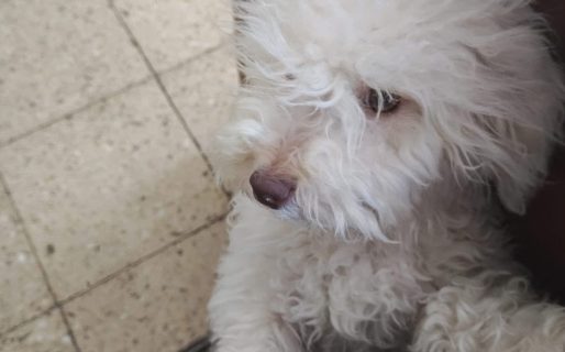 Policías de Km 8 encontraron a una perrita perdida y buscan a sus dueños