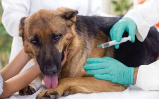 Este sábado habrá vacunación antirrábica gratuita en el barrio San Isidro Labrador