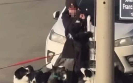 Denuncian a un paseador por maltratar a los perros