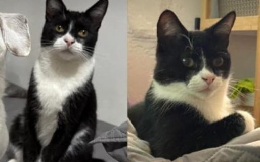 Buscan a Dante, un gato perdido en el barrio Jorge Newbery de Comodoro Rivadavia