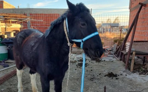 Se robaron a Mimosa mientras pastaba