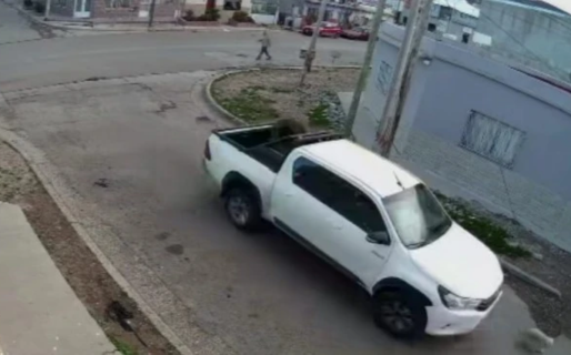 Una familia pide que se haga justicia por el atropello y abandono de su perrita