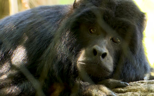 Murió “Coco”, el mono carayá que fue rescatado de una casa donde hacían fiestas electrónicas