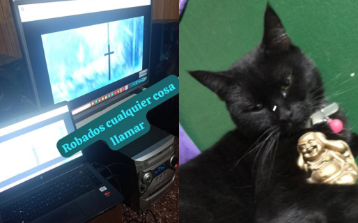 Ingresaron a robar a su casa y su gata desapareció: «Solo quiero encontrar a mi mascota»