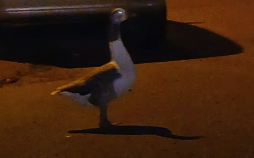 Perdieron un ganso en Palazzo