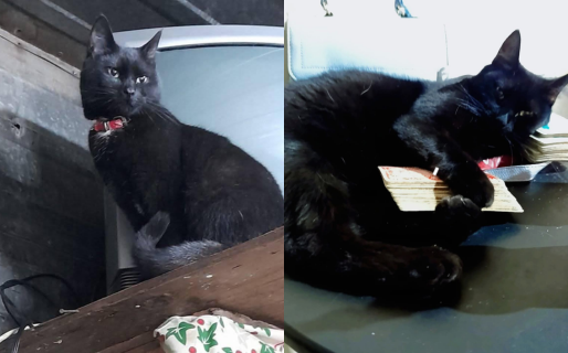 “Creemos que fue robada”: desvalijaron su casa y desapareció su gata en el Barrio 9 de Julio