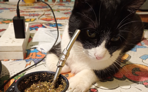 Denuncia que un vecino mató a su gato y lo dejó frente a su casa: «Un hijo de p…»