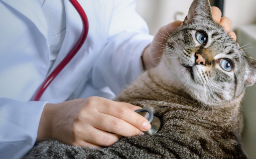 Organiza una rifa para costear las vacunas y alimento de sus tres gatos que están enfermos de rinitis