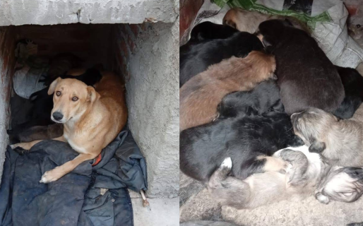 Una perra dio a luz a 11 cachorros en un patio de Cañadón Las Leñas y necesitan ayuda
