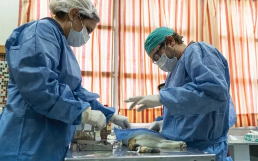 Ya no hay más turnos para esterilización canina y felina en la Vecinal de Próspero Palazzo