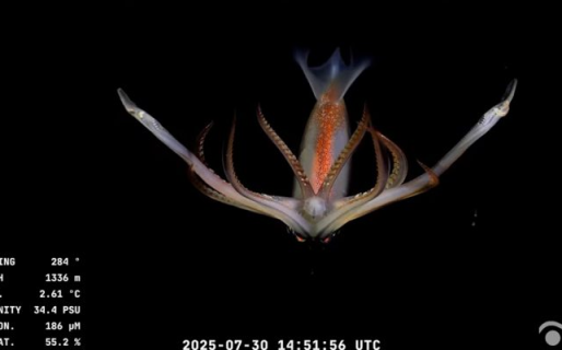 Exploración sin precedentes en el Atlántico Sur: investigadores del CONICET transmiten en vivo desde casi 4.000 metros de profundidad