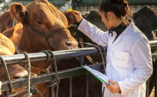 El SENASA lanzó 5 cursos virtuales gratuitos para veterinarios