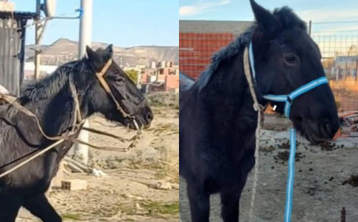 Mimosa todavía no aparece y su familia la espera: «La seguimos buscando, por favor devuélvanla»