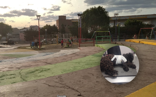 Sacó a pasear a su perrita y un pitbull la atacó: pide ayuda para cubrir gastos veterinarios