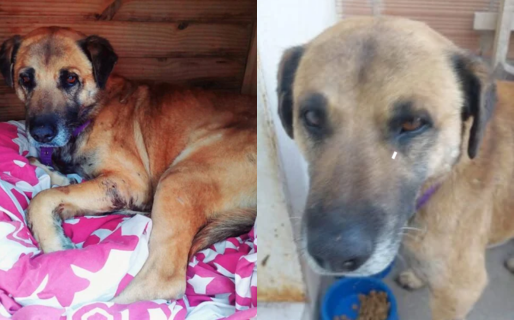 Robertito lucha por una segunda oportunidad después de ser atacado