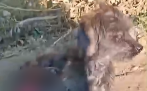 Paseaba con sus niños y encontró un perro herido en Fracción 15: pide ayuda para salvarlo