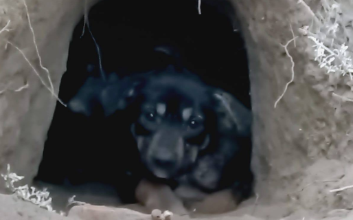 Perritos abandonados cavaron pozos para no morir de frío