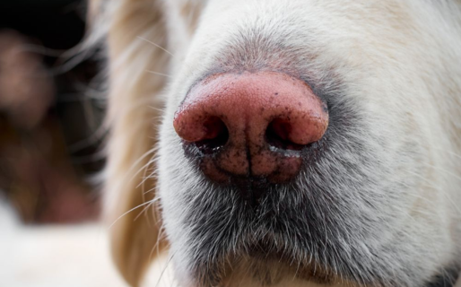 “Estamos en una epidemia de moquillo como hace muchísimos años no había”