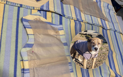 Unidos por los perros del refugio: buscan donaciones de tela y mantas para fabricar abrigos