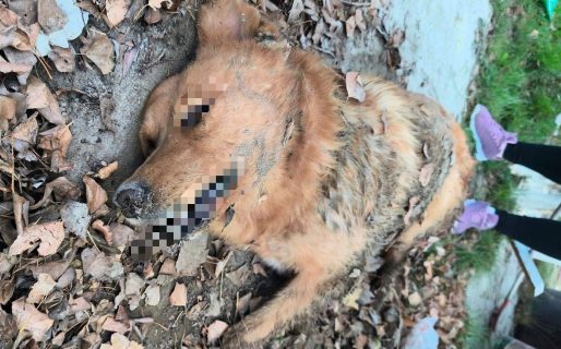 Crueldad animal: le dieron un tiro a un perro y lo dejaron agonizando por horas