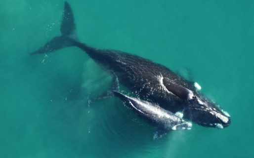 Las crías de ballenas alcanzaron un récord histórico