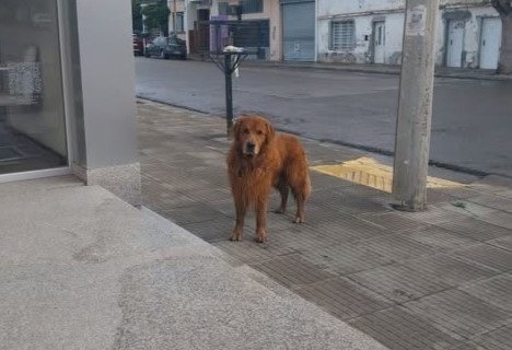 Buscan al dueño de un golden retriever encontrado en Chacabuco y Dorrego