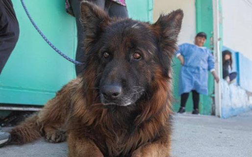 Nueva campaña de esterilización canina y felina en Comodoro Rivadavia