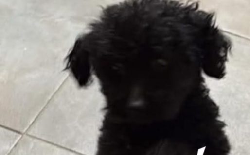 Buscan a Oreo, un caniche microtoy perdido en San Cayetano