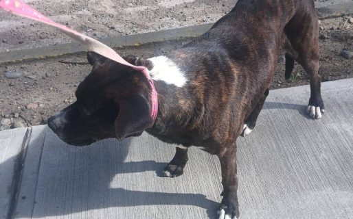 Un perro herido en la ruta de Km 3 necesita ayuda urgente